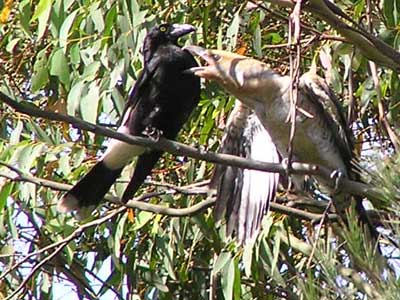 Pied Currawong parent with Channel-billed Cuckoo chick image - p1010035 199KB