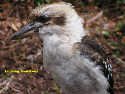 the Laughing Kookaburra image - p1180312 108KB