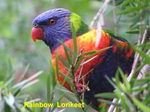 Rainbow Lorikeet image - pa250109 - 109KB