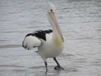 Australian Pelican