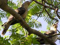 Juvenile Channel-billed Cuckoos image - p1100008 172KB