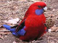 Crimson Rosella image p6190112 203KB
