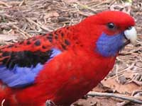 Crimson Rosella image p6190120 200KB