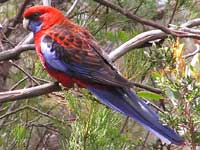 Crimson Rosella image pa120007 202KB