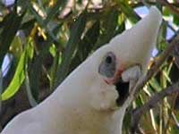 Little Corella