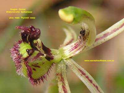 Dragon Orchid pa220184 96KB