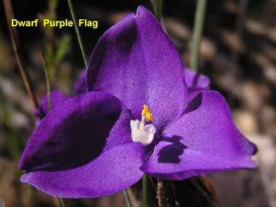Dwarf Purple Flag image pc040504 102KB