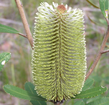 Fern-leaved Banksia image p3050214 112KB