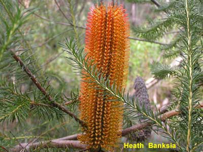 Heath Banksia image p5230364 180KB