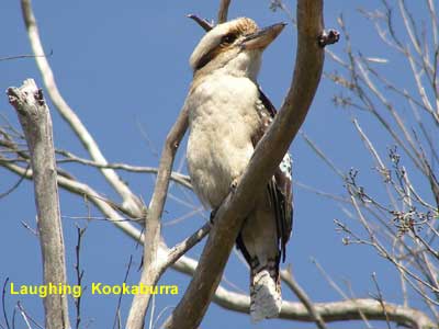 Laughing Kookaburra image 111KB