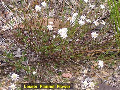 Lesser Flannel Flower image p1260423 198KB