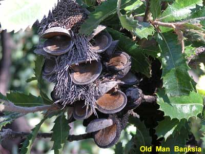 the Old Man Banksia image p2290080 160KB