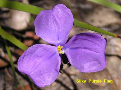 Silky Purple Flag image pc300393 102KB