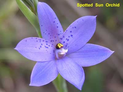 Spotted Sun Orchid image p9030502 64KB