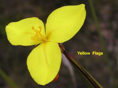 Yellow Flags image pa280410 56KB