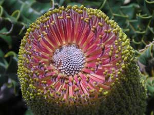Bull Banksia pa250058 image 125KB