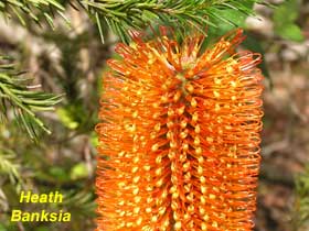 Heath Banksia image p5230366 168KB