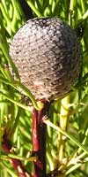 Narrow-leaf Drumsticks