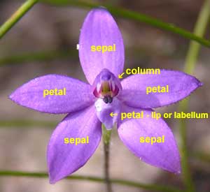 Small Waxlip Orchid