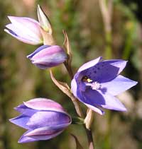 Spotted Sun Orchid image p9180132 86KB