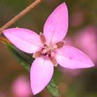 Sydney Boronia