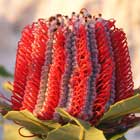 Scarlet Banksia