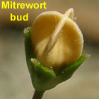 Varied Mitrewort flower bud