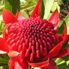 NSW Waratah