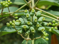 Elderberry Panax
