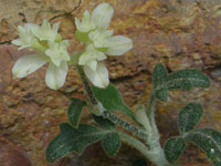 Xanthosia scopulicola