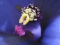 Blue Lady Orchid