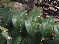 Bull Banksia leaf