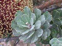 Cut-leaf Banksia leaf