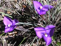 Dwarf Purple Flag image pc040494 202KB