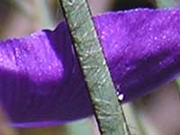 Dwarf Purple Flag image pc040497 103KB