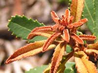 Fern-leaved Banksia image p2190510 124KB