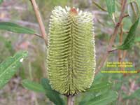 Fern-leaved Banksia