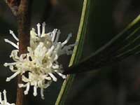 Finger Hakea image pc050233