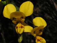 Golden Donkey Orchid pa010129 70KB