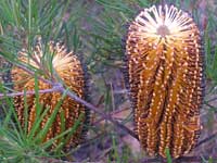 Hairpin Banksia image p5270596