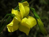 Hop Goodenia image pb180183