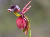 Large Duck Orchid pb260428 58KB