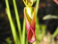 Large Tongue Orchid pc290382 79KB