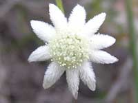 Lesser Flannel Flower image pc200273 70KB