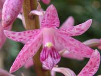 Rosy Hyacinth Orchid image pc150222 91KB