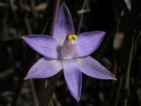 Slender Sun Orchid