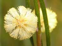 Swamp Wattle image p6050498 73KB