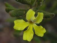 Variable-leaved Goodenia image p1010578