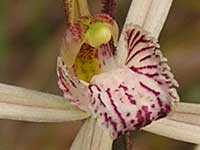 Western Wispy Spider Orchid