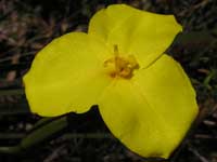 Yellow Flags image pa280427 82KB